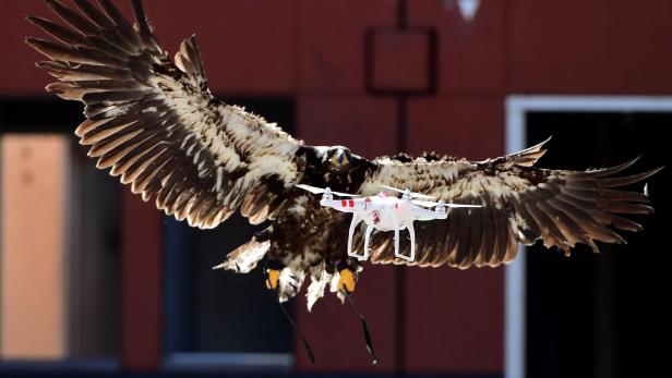 drone jamming device and Drone Capture Eagle